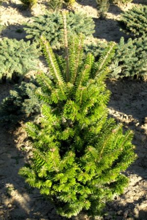 Abies alba 'Pyramidalis' - Jedľa biela