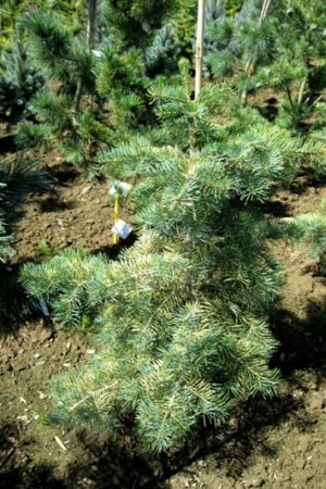 Abies concolor 'Wintergold' - Jedľa srienistá