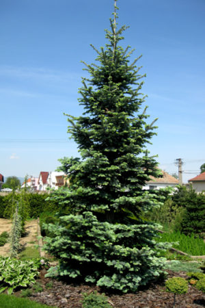 Abies lasiocarpa 'Argentea' - Jedľa plstnatoplodá