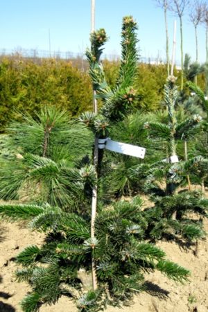 Abies nordmanniana 'Robusta' - Jedľa Nordmannova