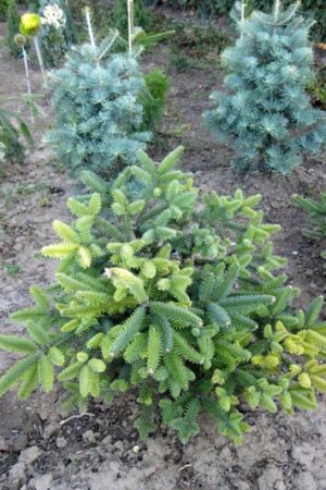 Abies pinsapo 'Kelleris' - Jedľa španielska