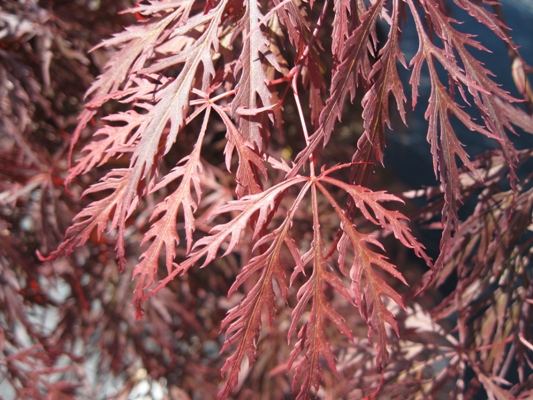 Acer palmatum 'Garnet' - Javor dlaňolistý