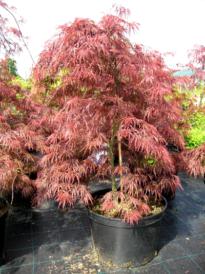 Acer palmatum 'Garnet' - Javor dlaňolistý