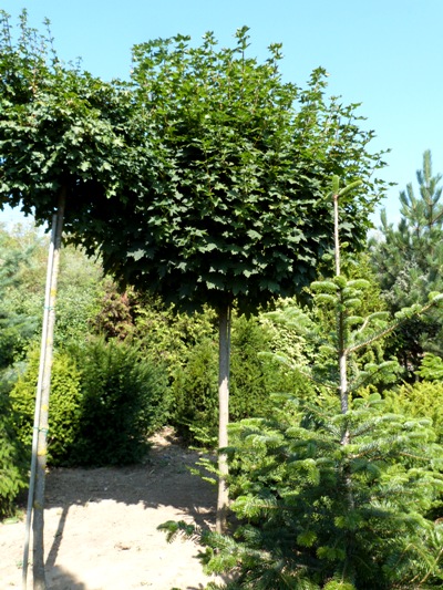 Acer platanoides 'Globosum' - Javor mliečny