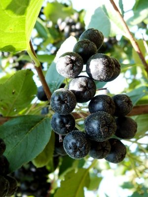 Aronia x prunifolia 'Viking' - Arónia čerešňovolistá