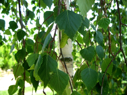 Betula pendula 'Youngii' - Breza bradavičnatá
