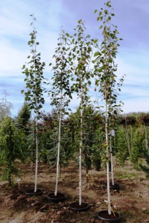 Betula utilis 'Doorenbos' - Breza himalájska