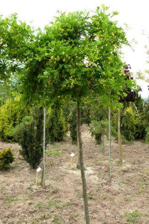 Caragana arborescens 'Pendula' - Karagana stromovitá