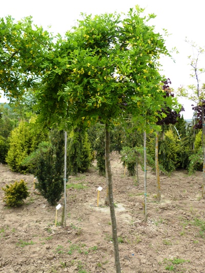 Caragana arborescens 'Pendula' - Karagana stromovitá