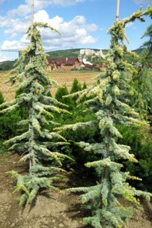 Cedrus atlantica 'Aurea' - Céder atlaský