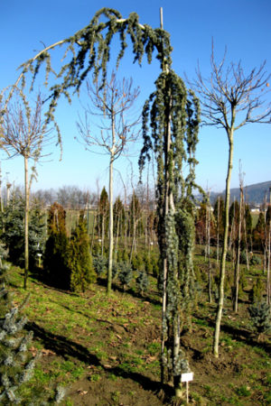 Cedrus atlantica 'Glauca Pendula' - Céder atlaský