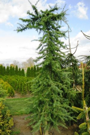 Cedrus deodara 'Pendula' - Céder himalájsky