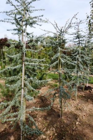 Cedrus libani 'La Fontaine' - Céder libanonský