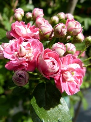 Crataegus laevigata 'Paul's Scarlet' - Hloh obyčajný