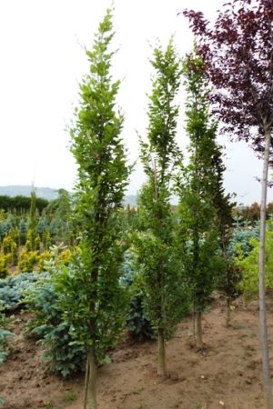 Fagus orientalis 'Iskander' - Buk východný