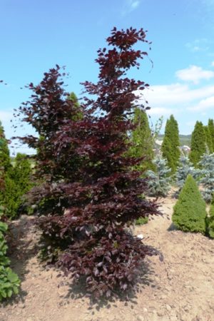 Fagus sylvatica 'Atropunicea' - Buk lesný