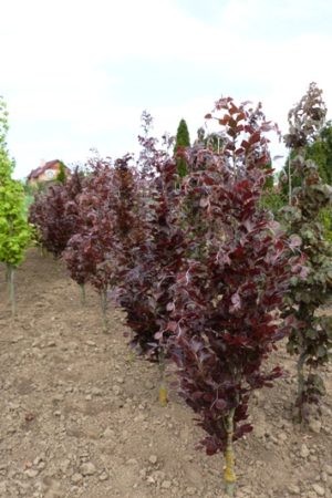 Fagus sylvatica 'Dawyck Purple' - Buk lesný