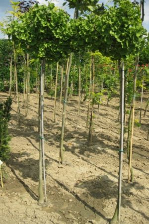 Ginkgo biloba 'Mariken' - Ginko dvojlaločné