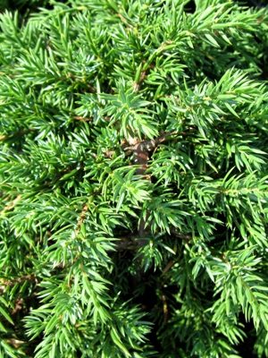 Juniperus communis 'Green Carpet' - Borievka obyčajná