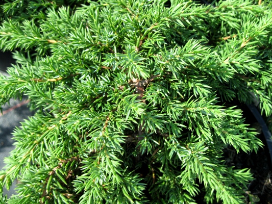 Juniperus communis 'Green Carpet' - Borievka obyčajná