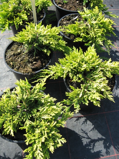 Juniperus horizontalis 'Golden Carpet' - Borievka rozprestretá