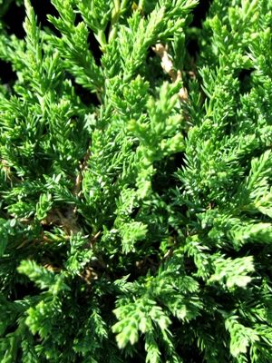 Juniperus horizontalis 'Prince of Wales' - Borievka rozprestretá