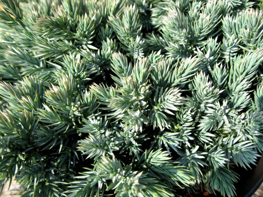 Juniperus squamata 'Blue Star' - Borievka šupinatá