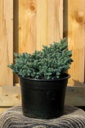 Juniperus squamata 'Blue Star' - Borievka šupinatá