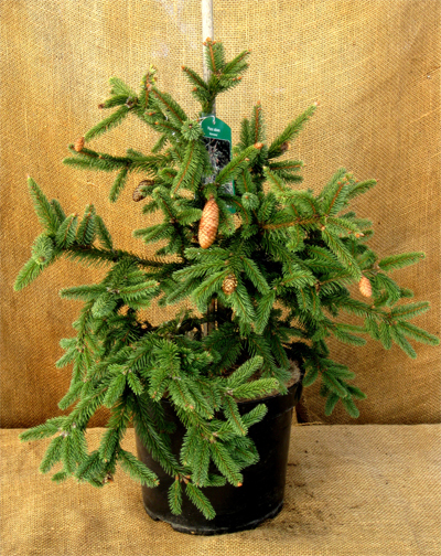Picea abies 'Acrocona' - Smrek obyčajný