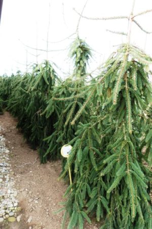 Picea abies 'Bohemica Pendula' - Smrek obyčajný