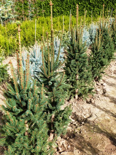 Picea abies 'Cupressina' - Smrek obyčajný