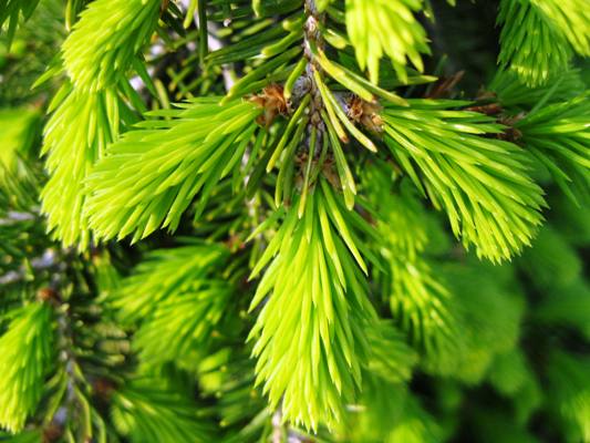 Picea abies 'Formanek' - Smrek obyčajný