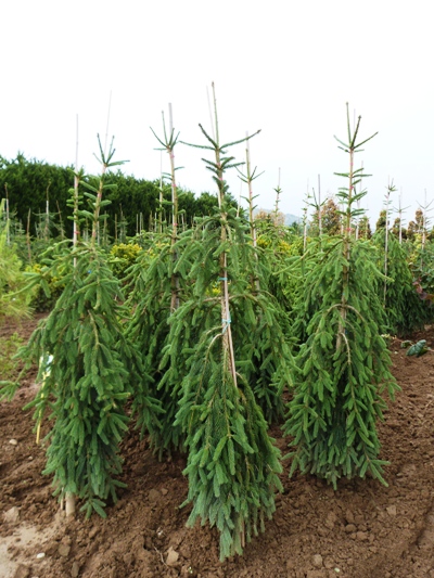Picea abies 'Frohburg' - Smrek obyčajný