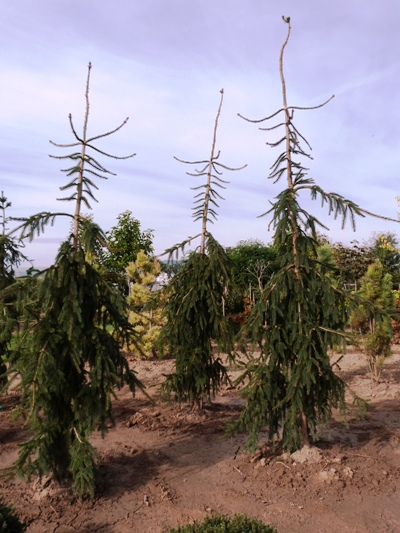 Picea abies 'Rothenhaus' - Smrek obyčajný