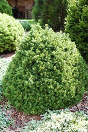 Picea abies 'Tompa' - Smrek obyčajný