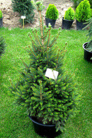 Picea abies 'Wills Zwerg' - Smrek obyčajný