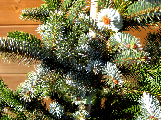 Picea bicolor - Smrek dvojfarebný