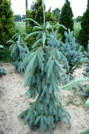 Picea engelmannii 'Lace' - Smrek Engelmannov