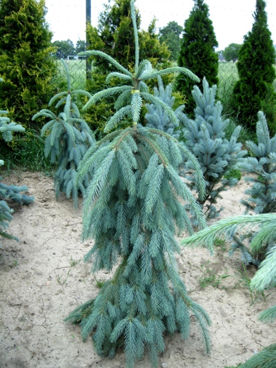 Picea engelmannii 'Lace' - Smrek Engelmannov