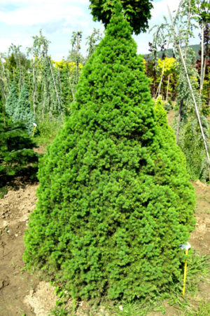 Picea glauca 'Conica' - Smrek biely