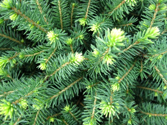 Picea omorika 'Karel' - Smrek balkánsky