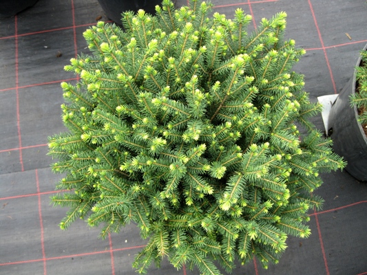Picea omorika 'Karel' - Smrek balkánsky