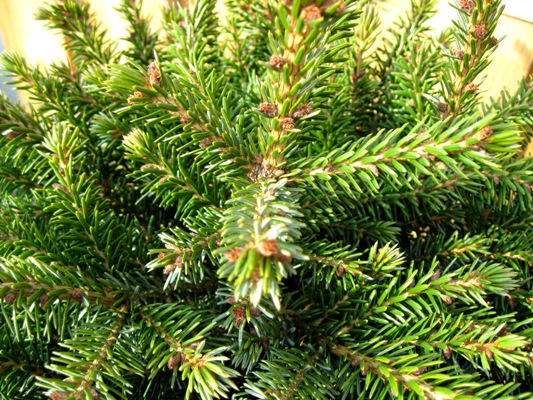 Picea omorika 'Nana' - Smrek balkánsky