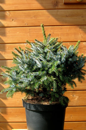Picea omorika 'Nana' - Smrek balkánsky