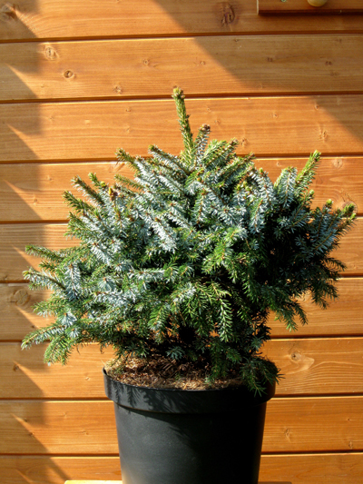 Picea omorika 'Nana' - Smrek balkánsky