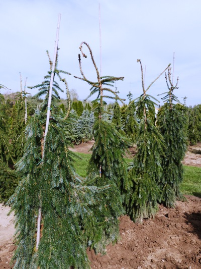 Picea omorika 'Pendula' - Smrek balkánsky