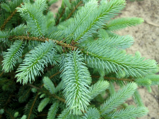 Picea pungens - Smrek pichľavý