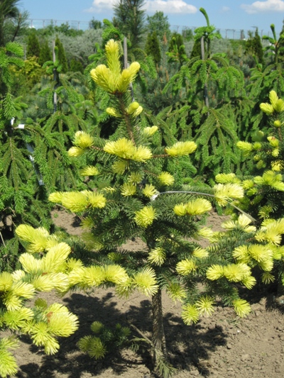 Picea pungens 'Maigold' - Smrek pichľavý