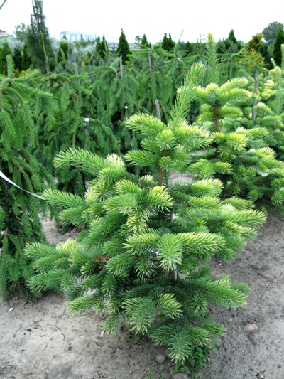 Picea pungens 'Maigold' - Smrek pichľavý