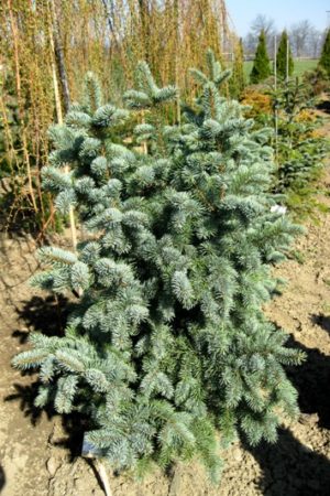 Picea pungens 'Retroflexa' - Smrek pichľavý